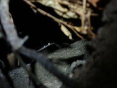 Cyrtodactylus tuberculatus