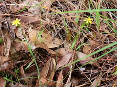 Tricoryne anceps