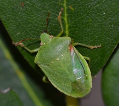 Nezara viridula