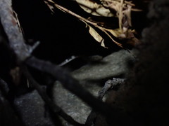 Cyrtodactylus tuberculatus