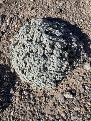 Psathyrotes ramosissima