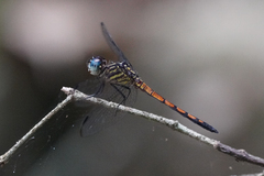 Cannaphila insularis