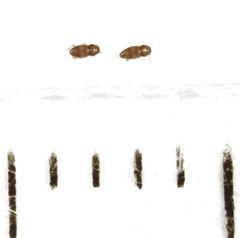 Ptinella taylorae