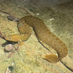 Apodichthys flavidus