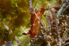 Plocamopherus imperialis