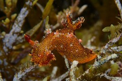 Plocamopherus imperialis