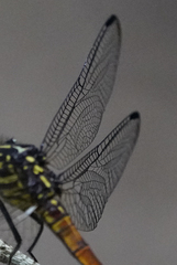 Cannaphila insularis