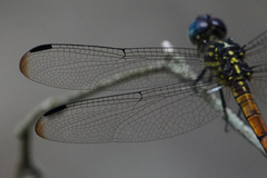 Cannaphila insularis