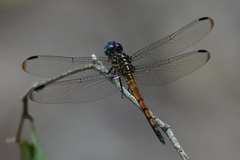 Cannaphila insularis