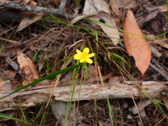 Tricoryne anceps