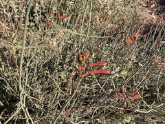 Justicia californica