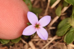 Houstonia pusilla