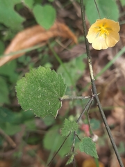 Sida cordata