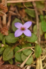 Houstonia pusilla