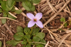 Houstonia pusilla