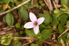 Houstonia pusilla