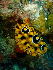 Phyllidia ocellata