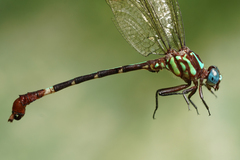 Erpetogomphus sabaleticus