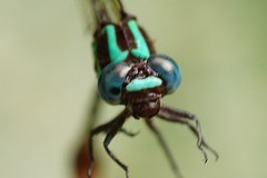 Erpetogomphus sabaleticus