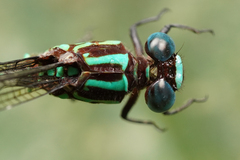 Erpetogomphus sabaleticus