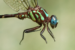 Erpetogomphus sabaleticus