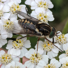 Scaptia auriflua