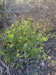 Perityle emoryi