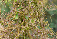 Cuscuta monogyna