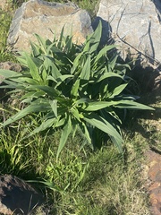 Echium candicans