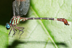 Erpetogomphus sabaleticus
