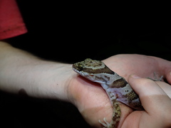 Cyrtodactylus tuberculatus