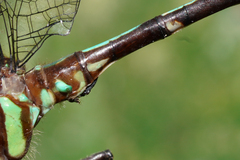 Erpetogomphus sabaleticus