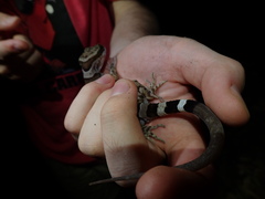 Cyrtodactylus tuberculatus