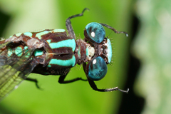 Erpetogomphus sabaleticus