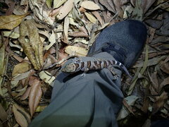 Cyrtodactylus tuberculatus