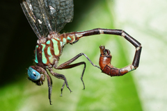 Erpetogomphus sabaleticus