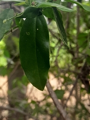 Cadaba fruticosa