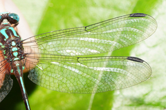 Erpetogomphus sabaleticus