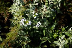 Conostomium natalense