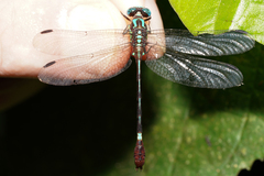 Erpetogomphus sabaleticus