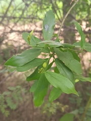 Cadaba fruticosa