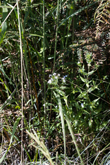 Conostomium natalense