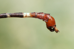 Erpetogomphus sabaleticus