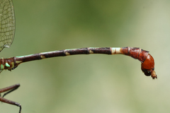 Erpetogomphus sabaleticus
