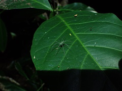 Hygropoda lineata
