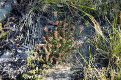 Crassula setulosa