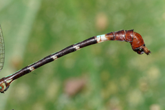 Erpetogomphus sabaleticus