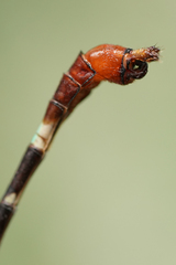 Erpetogomphus sabaleticus
