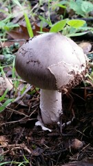 Amanita constricta