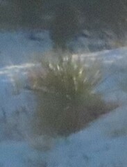 Yucca glauca